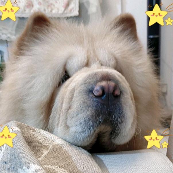 五亿个小铃铛⭐️