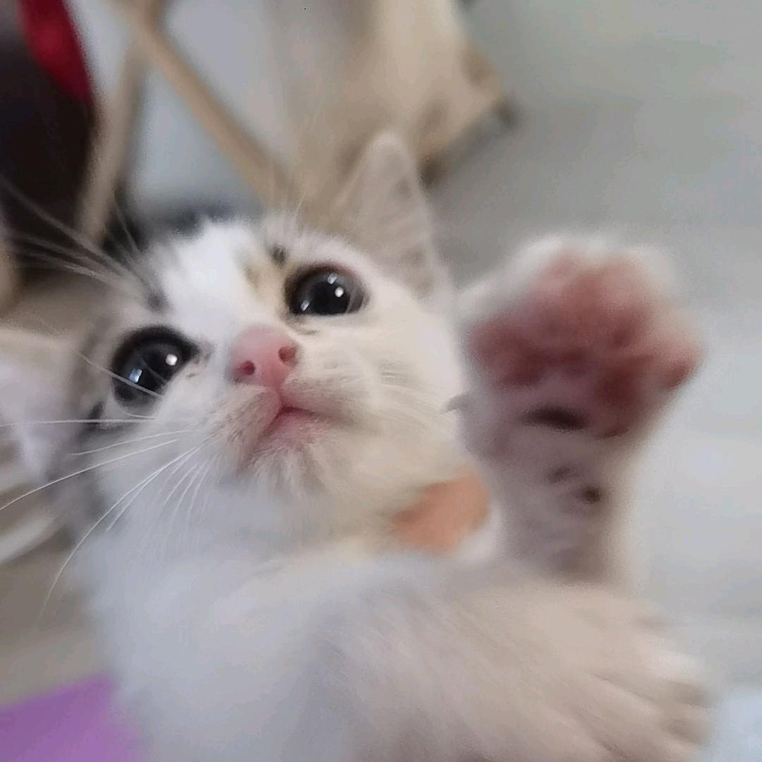 小z好可爱