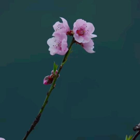 书香