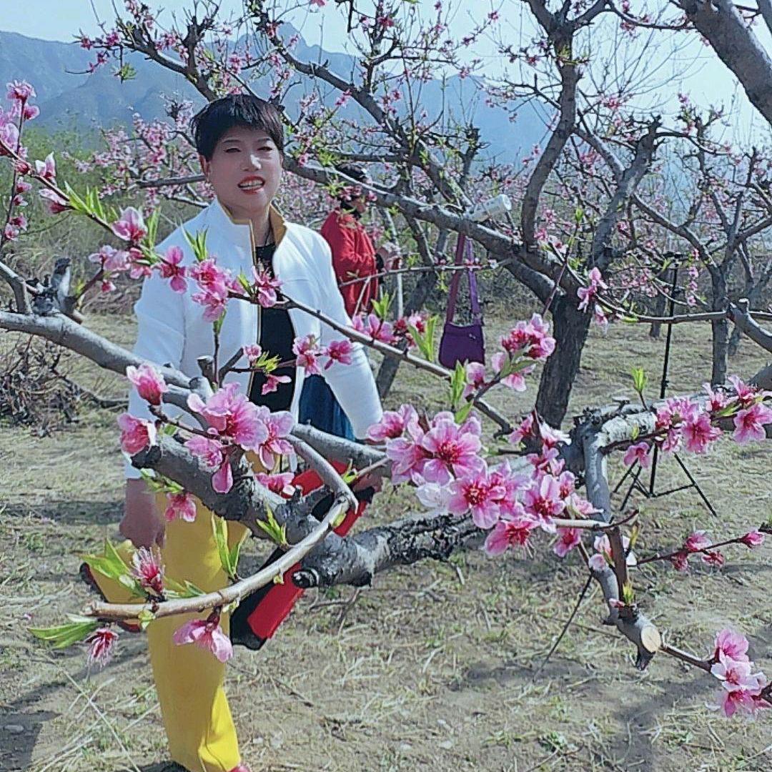 沁阳西向梅花，