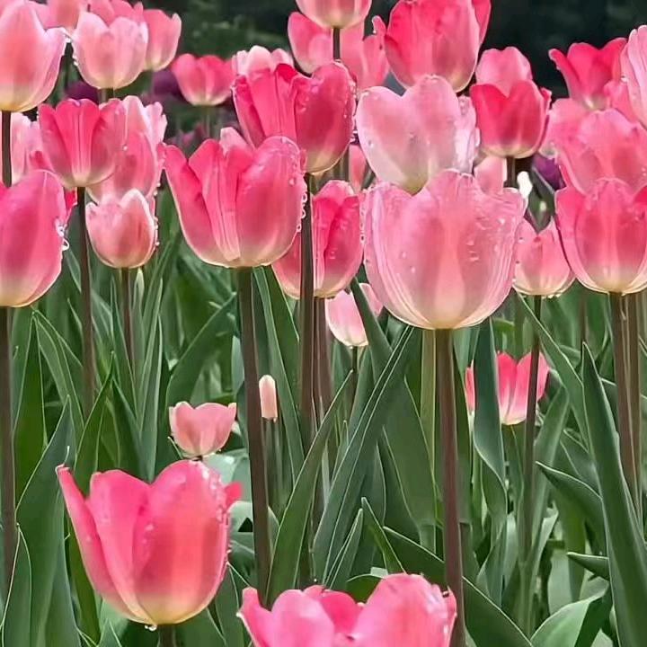 一品人生🌹🌹🌹