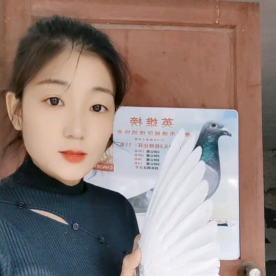 小芳赛鸽