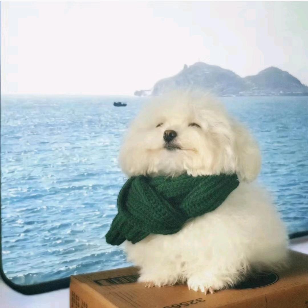 小丸子