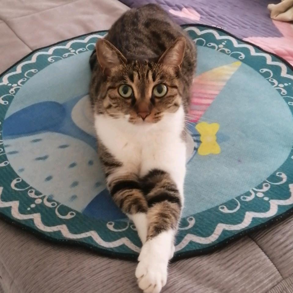 🔵蓝色妖姬🔵