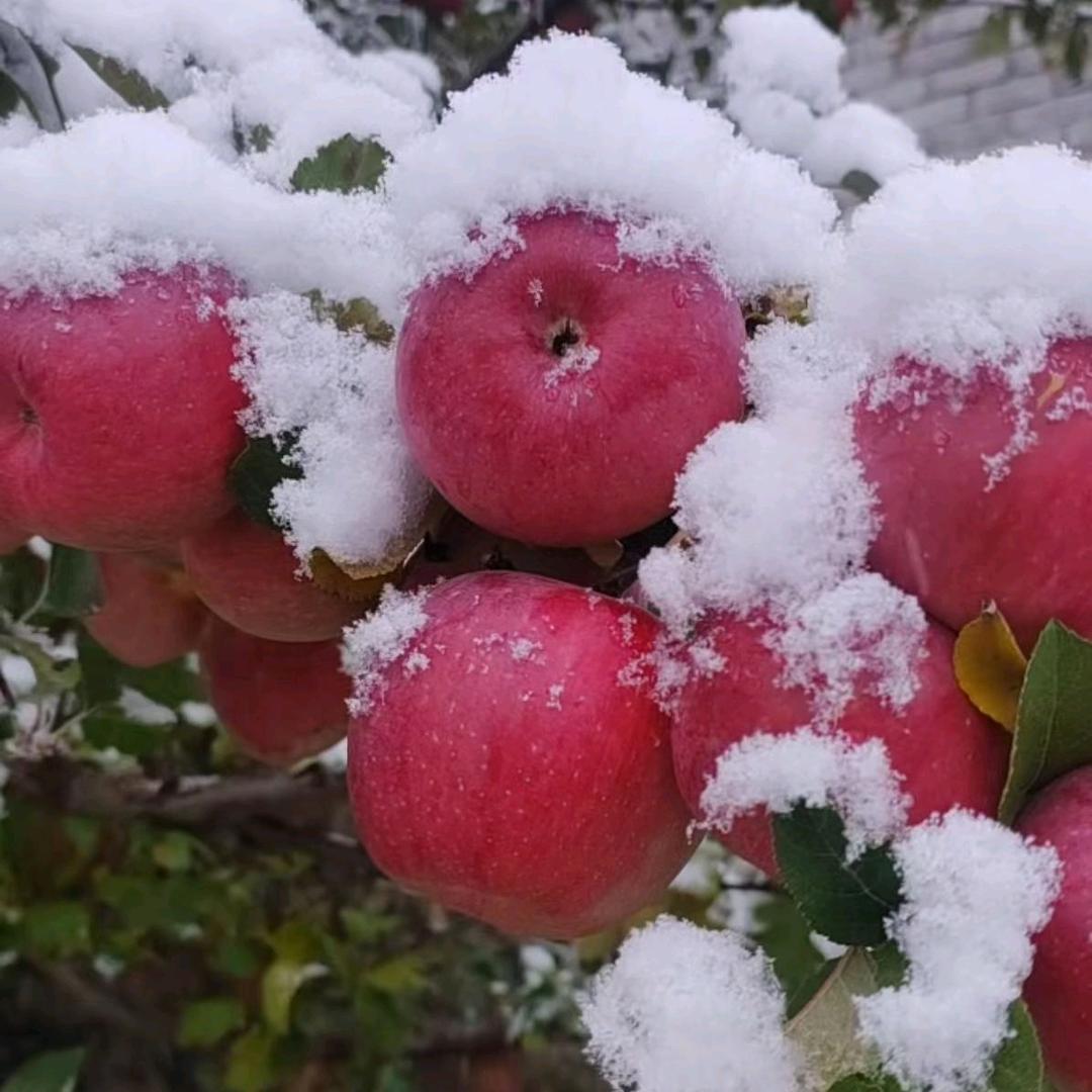 四川三青农副产品商贸有限责任公司