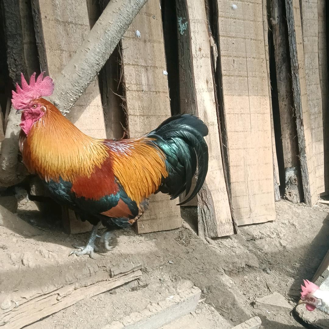 《沟头山放养土鸡》