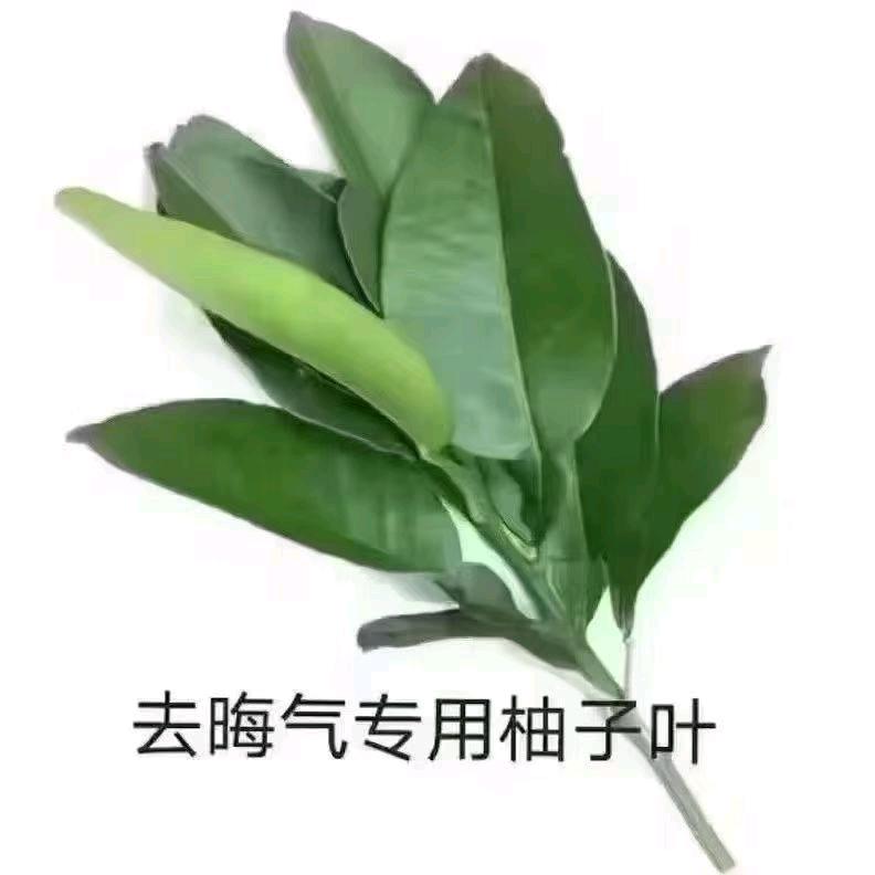 媛宝