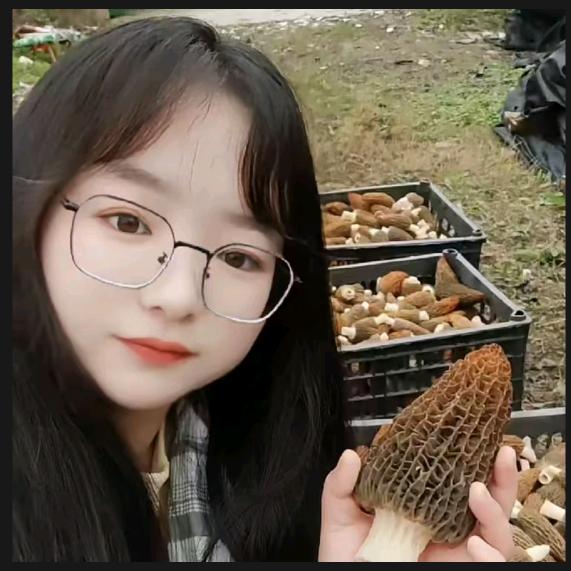 川农羊肚菌0887w