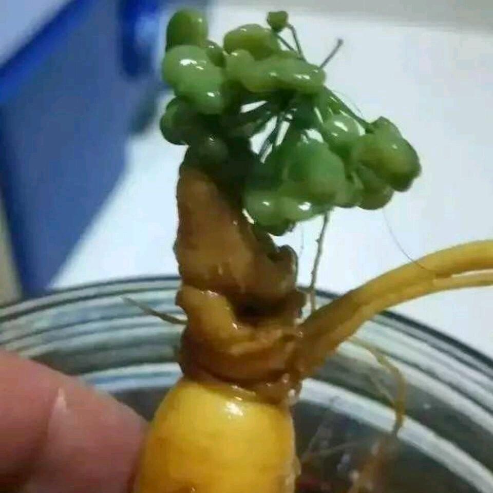 长阳寿材批发零售