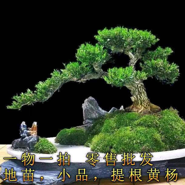 笨鸟先飞