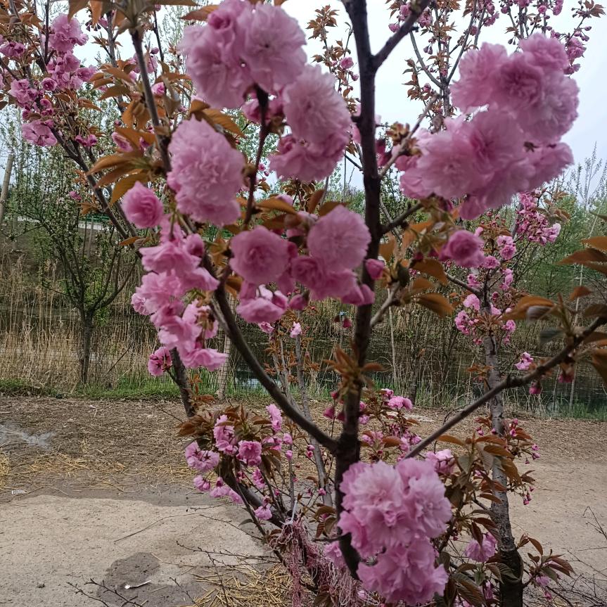 郑皊