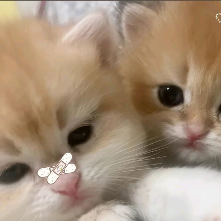 求建模脸教程。