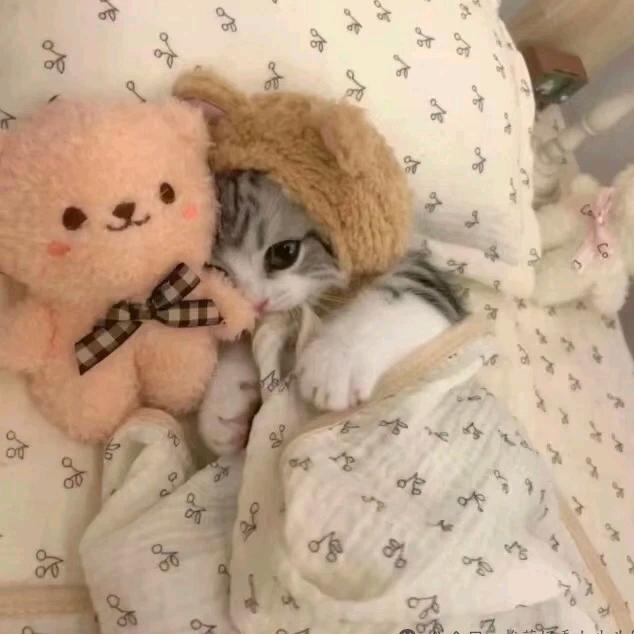 💤喵喵（🐙地图跑酷版）