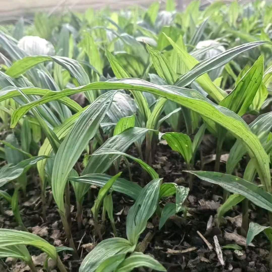 ℋ毛慈姑᭄种植᭄萍子