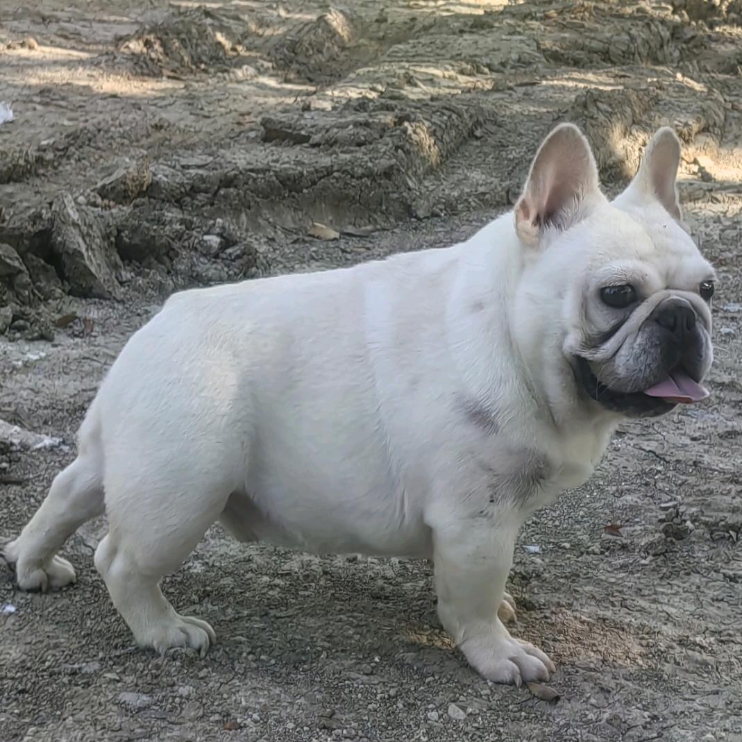 常州半糖法斗（买🐶斯）