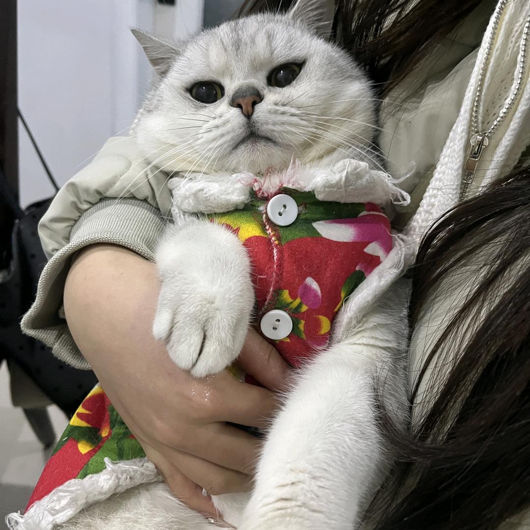 一只猪咪