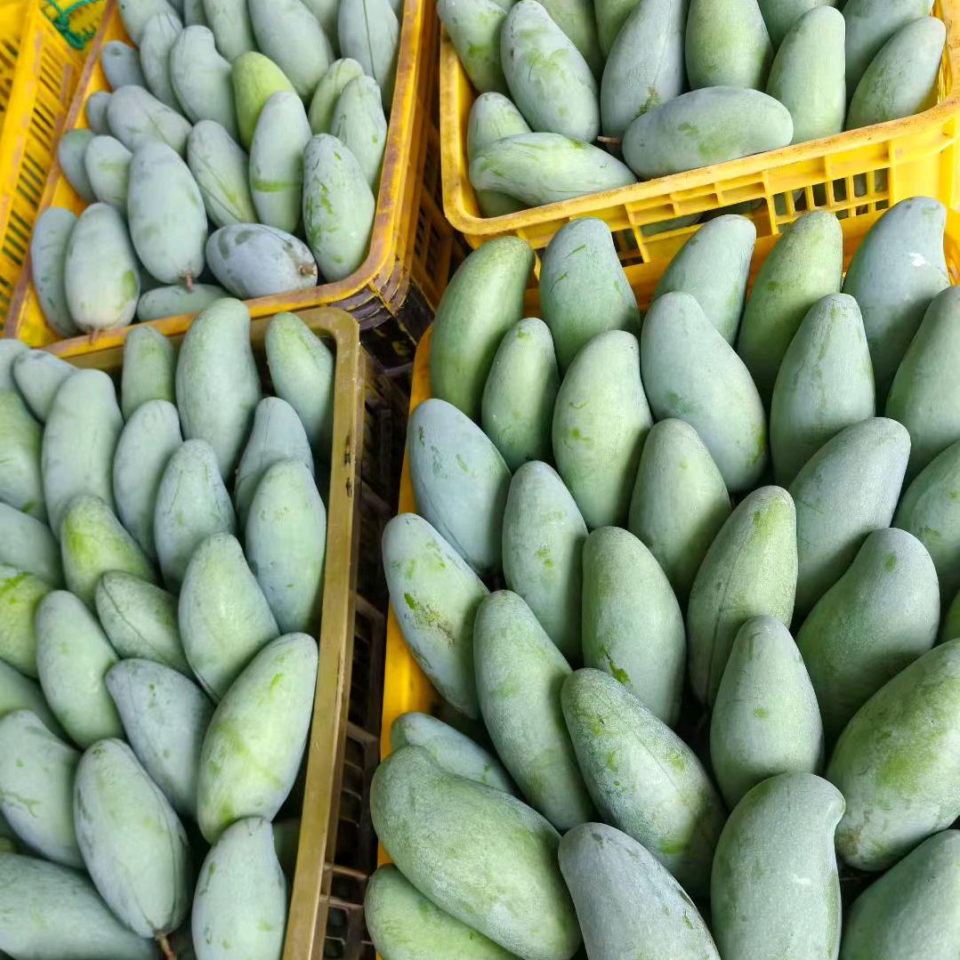 百色芒果之乡（往事清零）