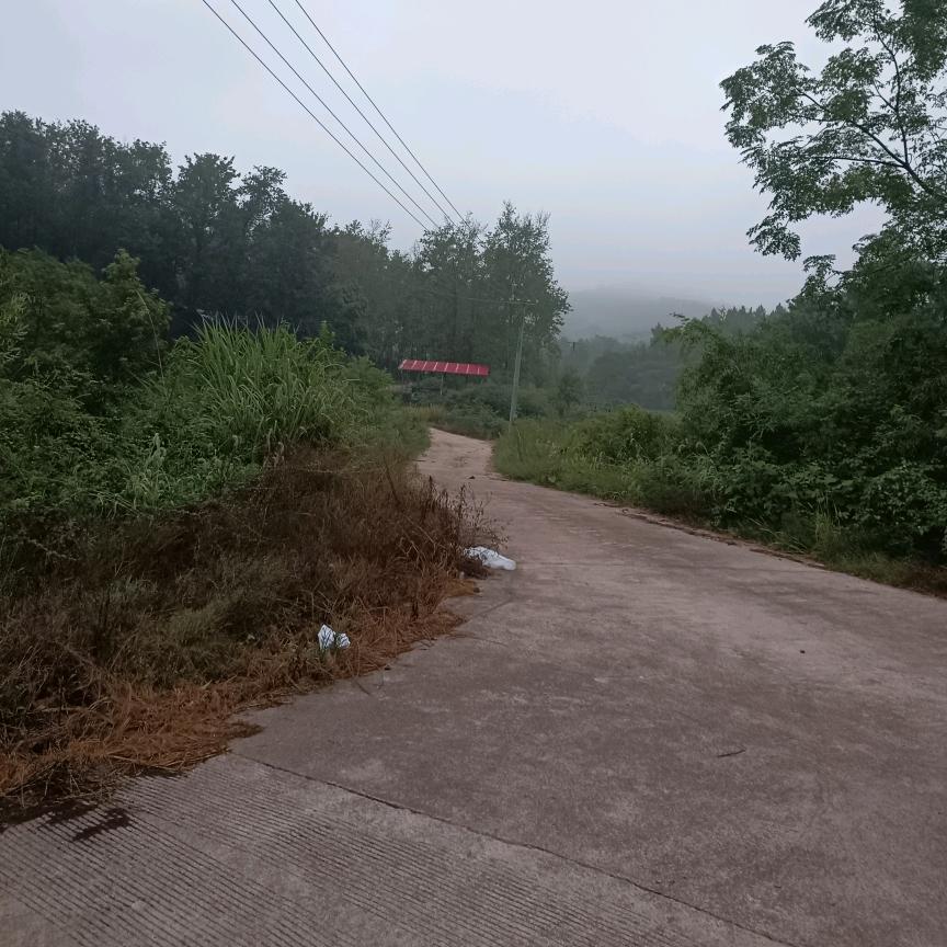 梧桐夜雨