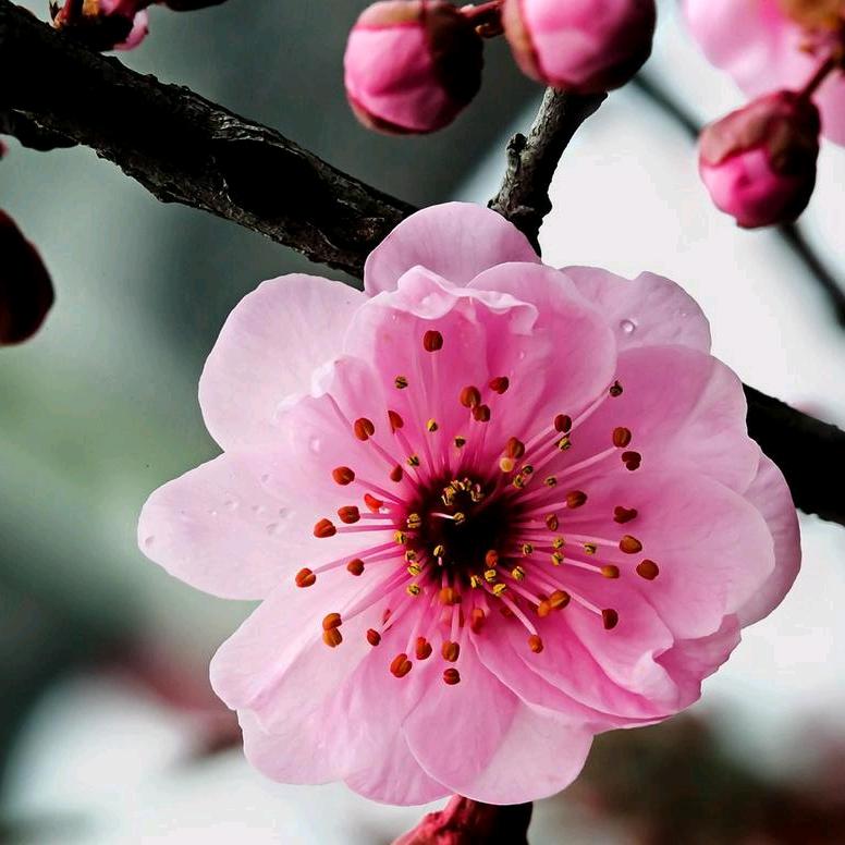 芮琳