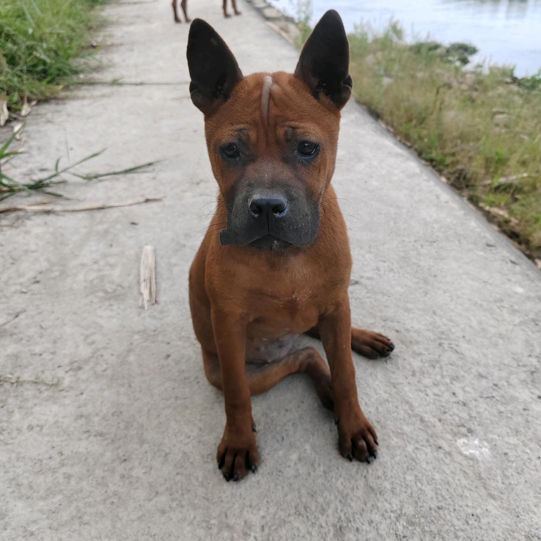 人生若只如初见