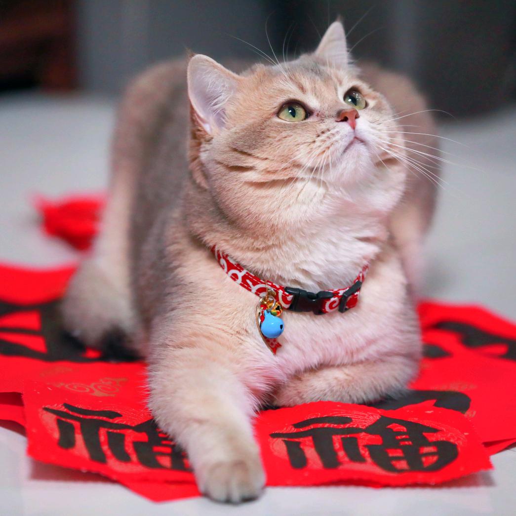 渐层奶爸
