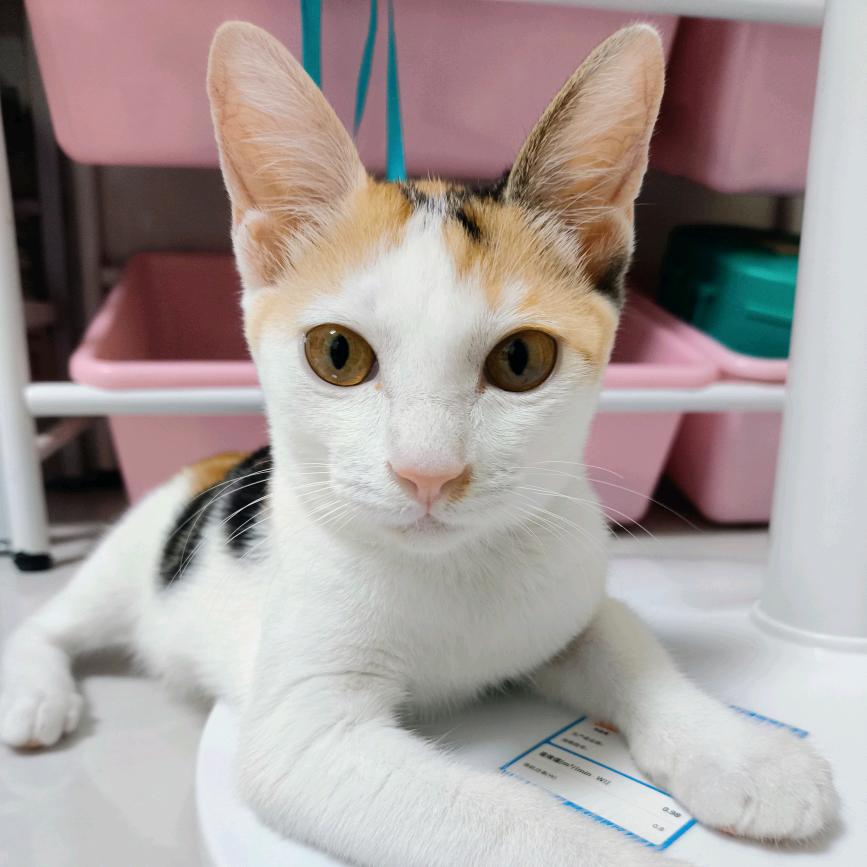 小甜甜是只猫