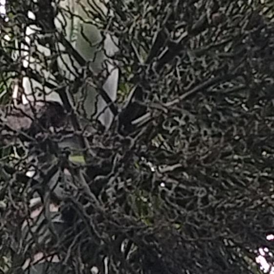 事事顺心，好运连连