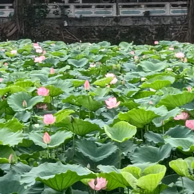 杨甲春🌹💰✌