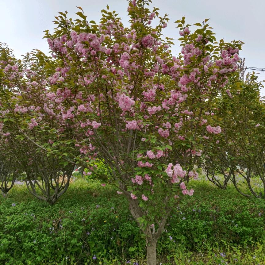 💕ℳღ怡🍀梦²⁰²⁵ꦿ࿐💕