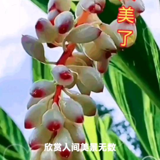 無珂取代