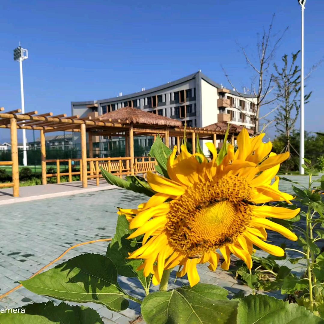 我在大学的种地日记