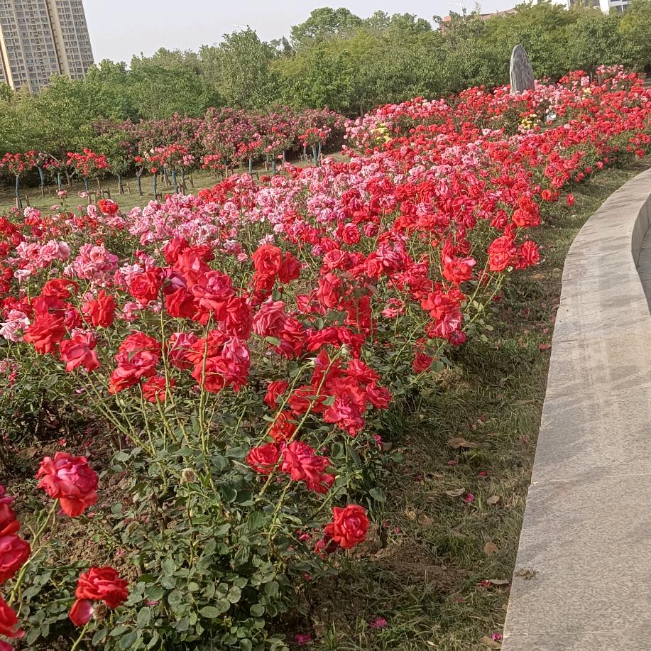 顺风顺水