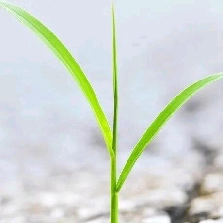 薄荷