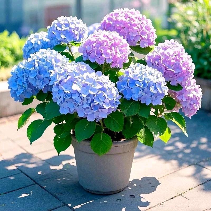 周周花卉种苗