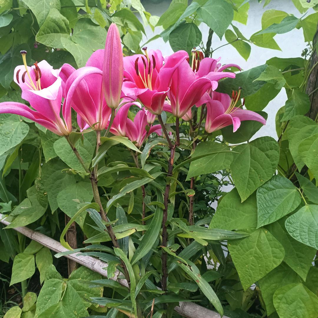从不后悔
