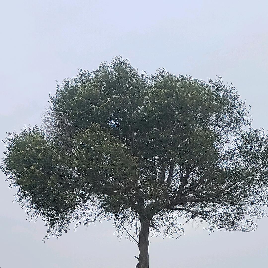 拼搏