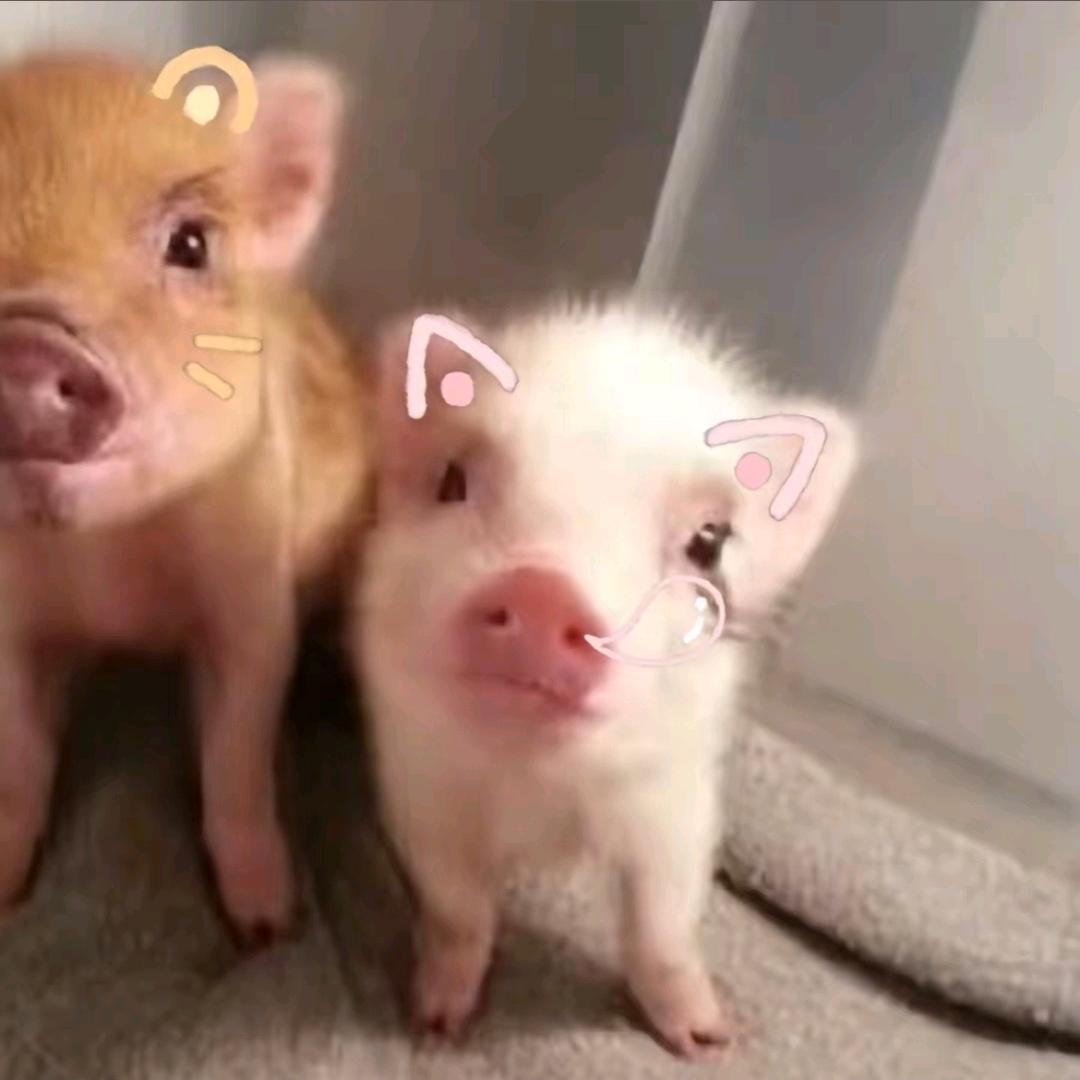 大米饭最好吃了