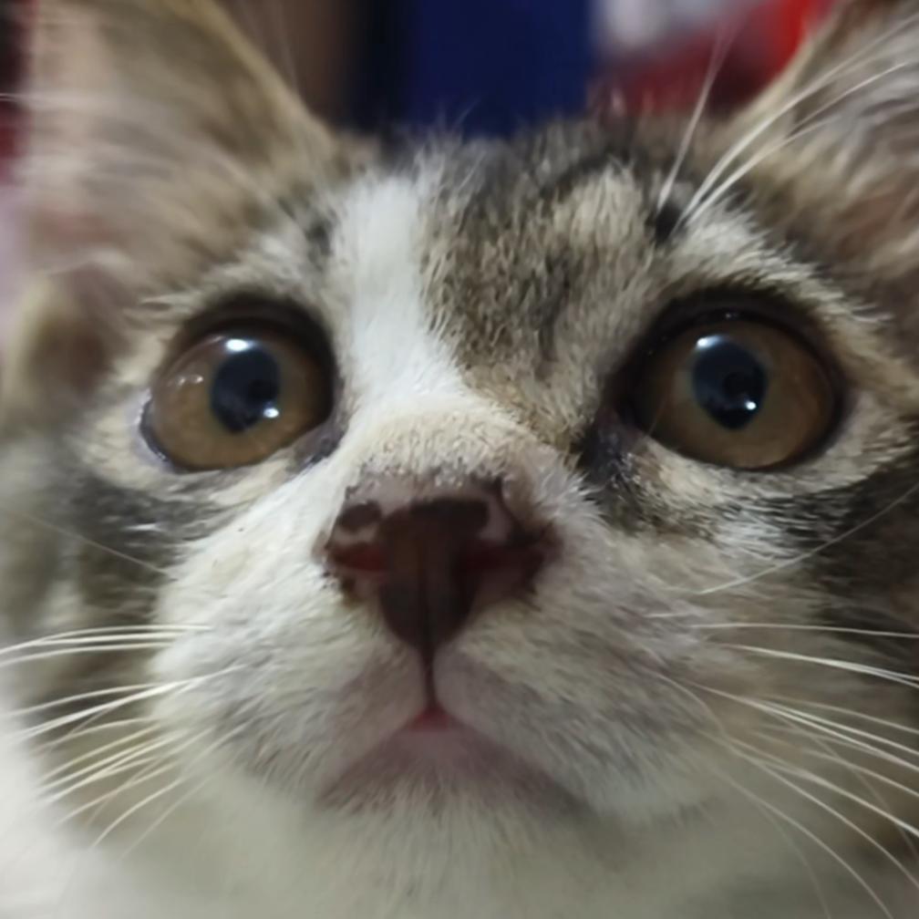 倔驴的猫