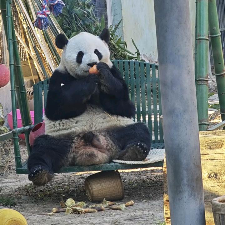 Heidi敏敏&萌兰🐼