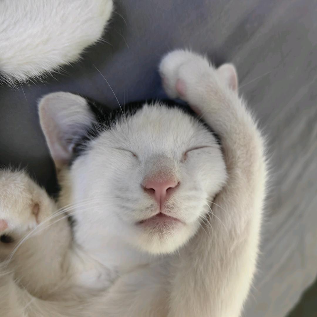 🐷魔法少女猪壮壮🐷