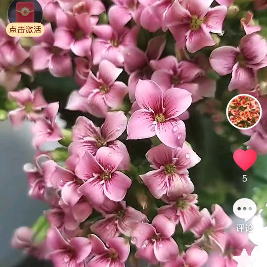 任泽小舞花卉基地