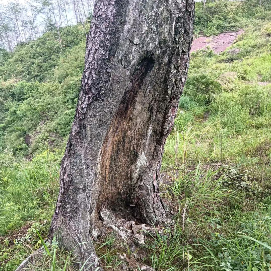 美好人生82198