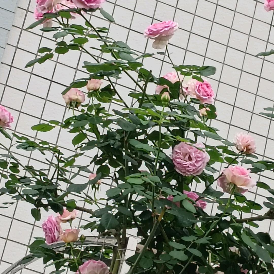 丹丹姐姐