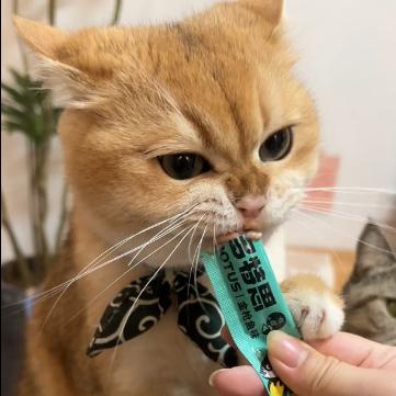 馋猫奶糖的小窝