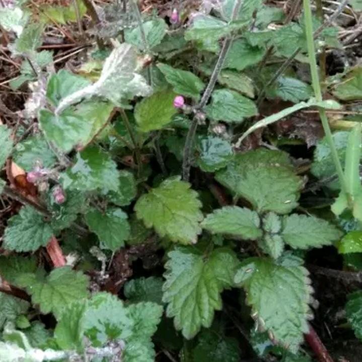 农村姐🔥🔥🔥