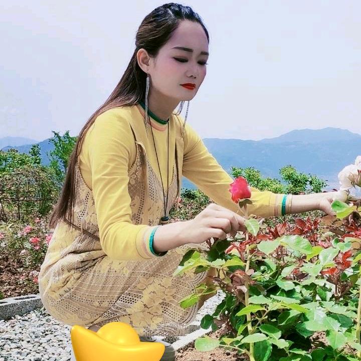自由的乖乖