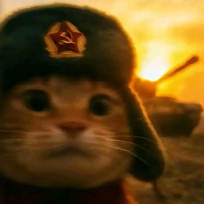 秋猫（三角洲行动）