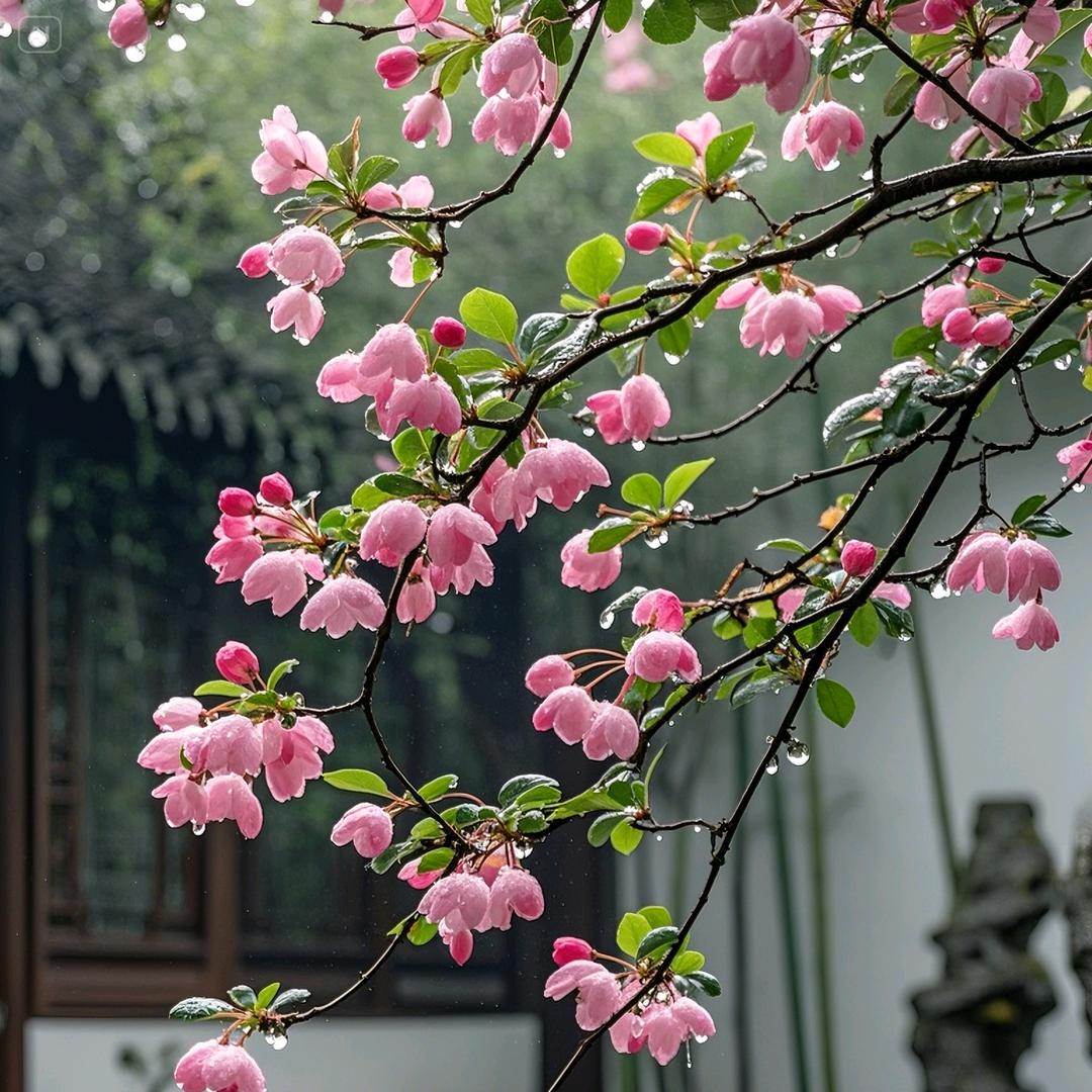 承承妈