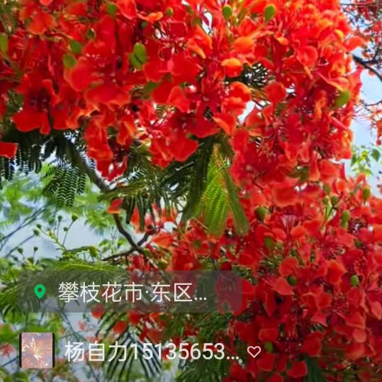 杨自力