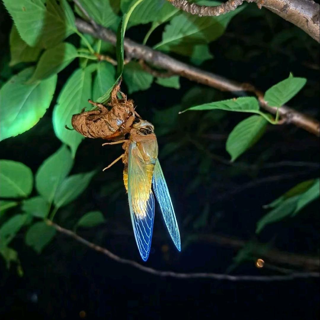 渡